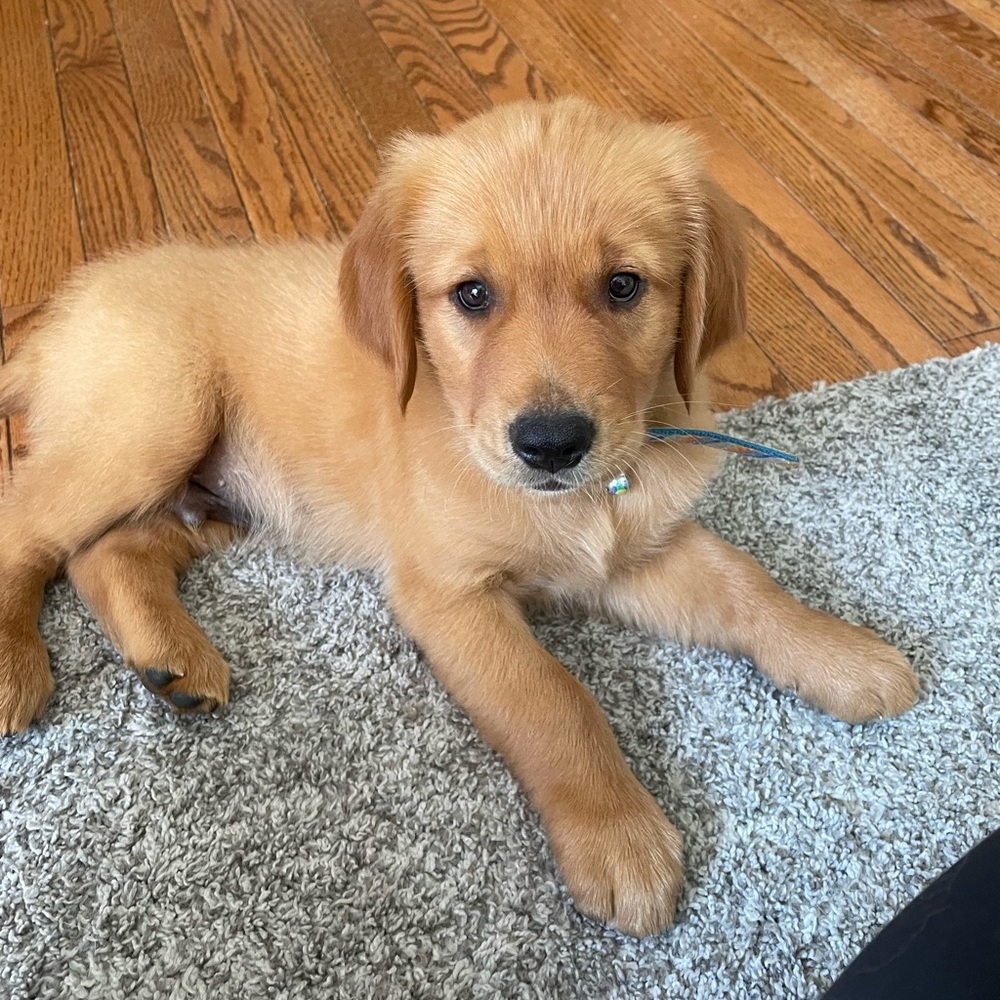We did it again! Proceeds to new puppy!!